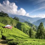 Darjeeling Himalayan tea garden Nazrana Tours